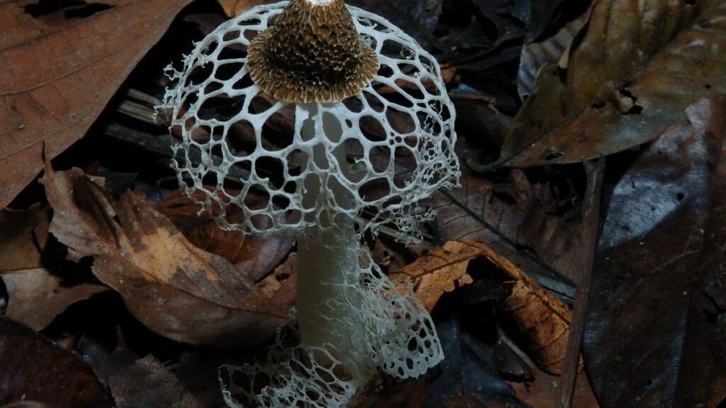 fantastic-fungi